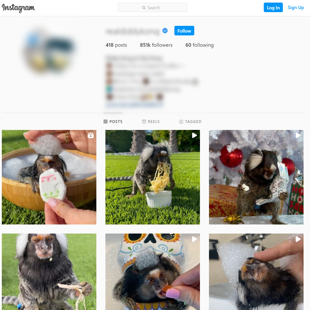 Instagram verified account exploiting marmosets 