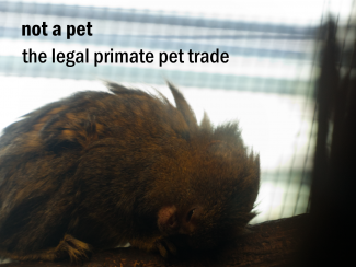 not a pet - the legal primate pet trade banner