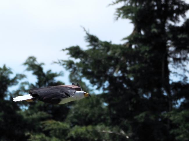 Side profile of African fish eagle flying