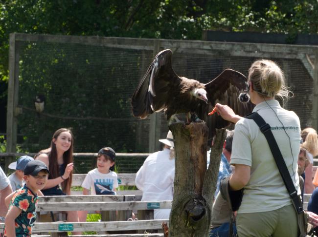 Vulture sat on tree trunk receiving food from keeper