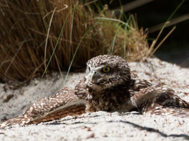 Hot burrowing owl laid in sand with wings spread
