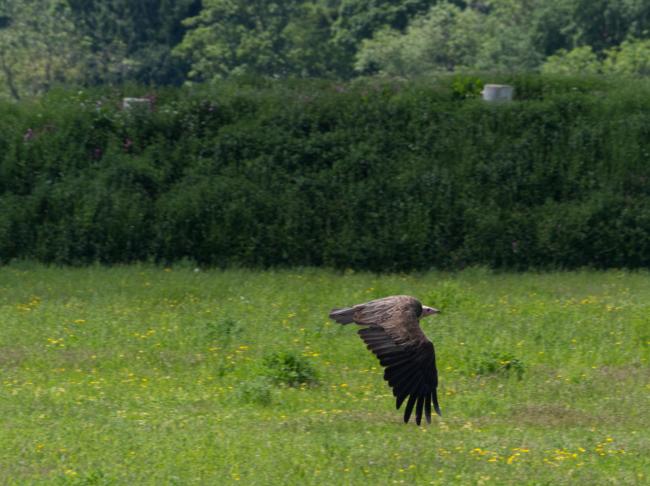 Vulture flying low across a meadow