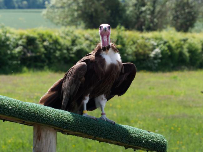 Vulture sat on a railing looking at camera