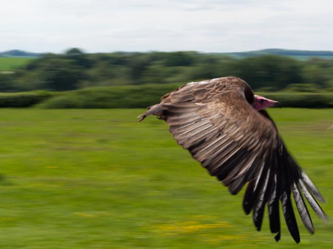 Close up of vulture flying past at speed