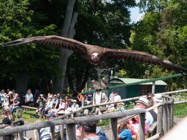 Close up of vulture flying low and direct towards the camera