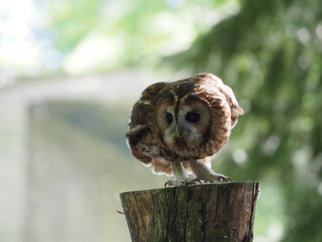 Tawny owl sat crouched on a tree stump preparing to take off