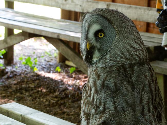 Great grey owl sat on bench during demonstration