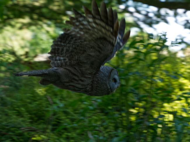Side profile of great grey owl in flight 