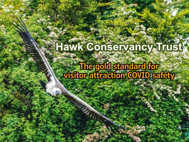 Hawk Conservancy Trust - The Gold Standard for Visitor Attraction COVID Safety
